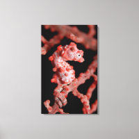 Pigmy Seahorse in Sea Fan