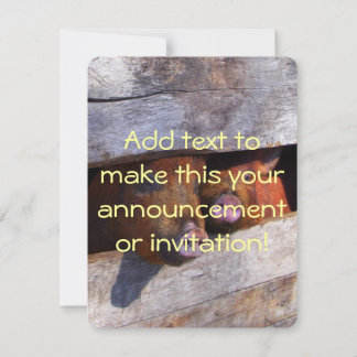 PigPen Pair Peeking Piggies Invitation