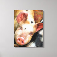 PIGS