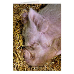 PIGS CARD