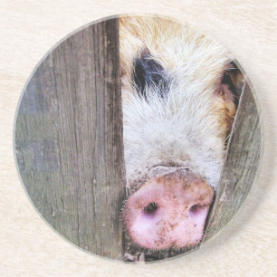PIGS COASTER
