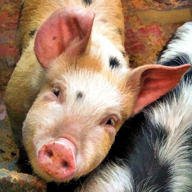 PIGS CUSHION (Creator Uploaded)