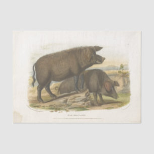 Pigs Ephemera Decoupage Vintage Farm Tissue Paper