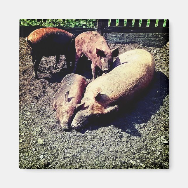 Pigs , having a hug in the mud magnet (Front)