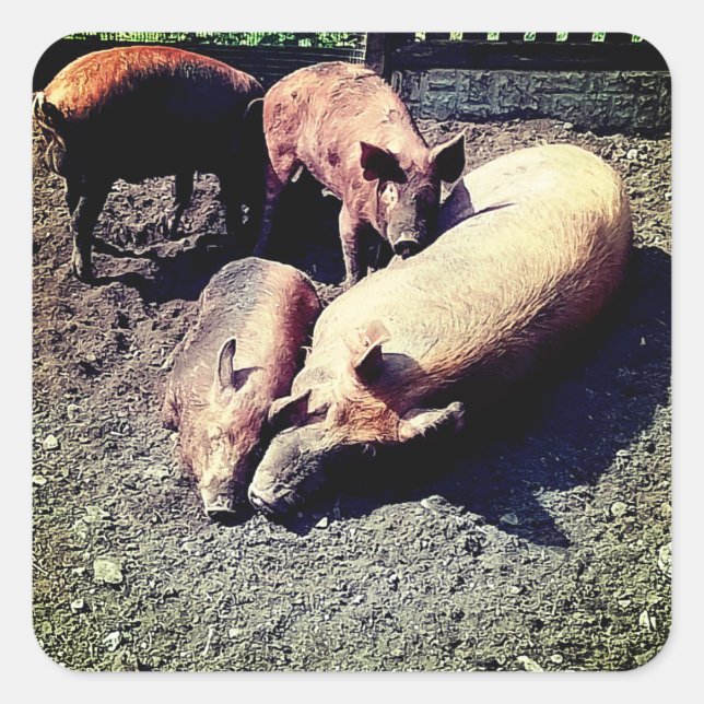 Pigs , having a hug  square sticker (Front)