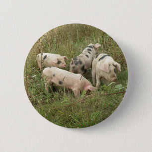 Pigs in a Field Button