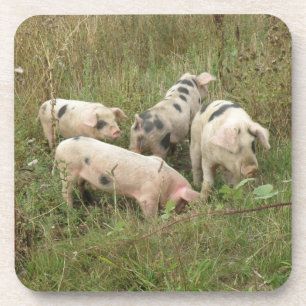 Pigs in a Field Cork Coaster