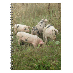 Pigs in a Field Notebook
