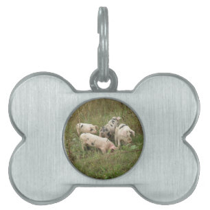 Pigs in a Field Pet Tag