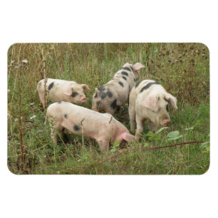 Pigs in a Field Premium Magnet
