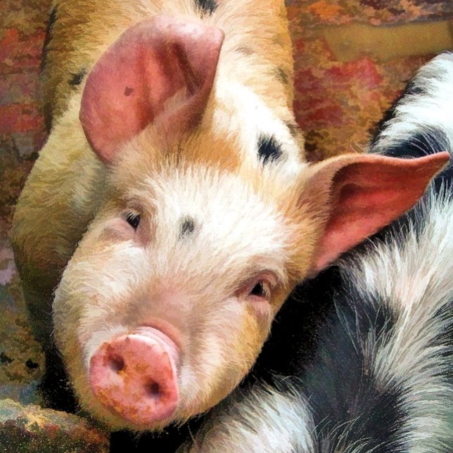 PIGS MAGNET (Creator Uploaded)