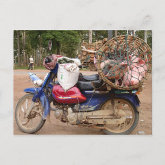 Pigs on motorbike-Cambodia Postcard