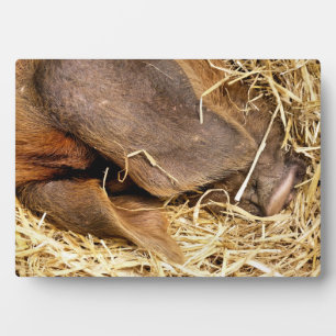 PIGS PLAQUE