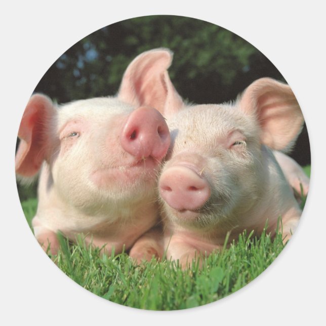 Pigs Round Sticker (Front)
