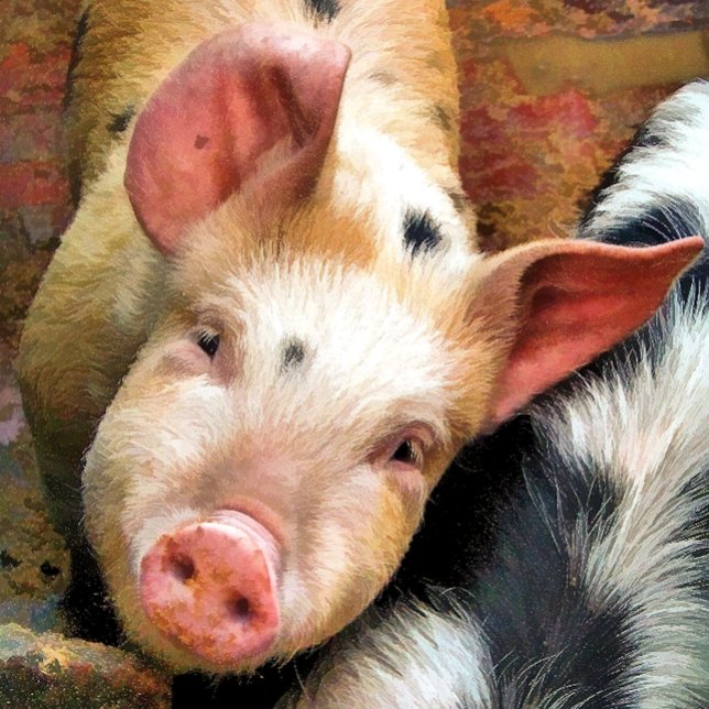 PIGS SQUARE STICKER (Creator Uploaded)