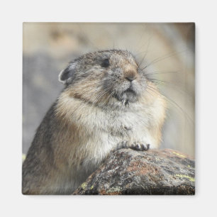 Pika Magnet