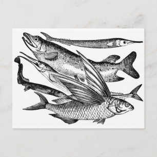 Pike Family - Fish Postcard