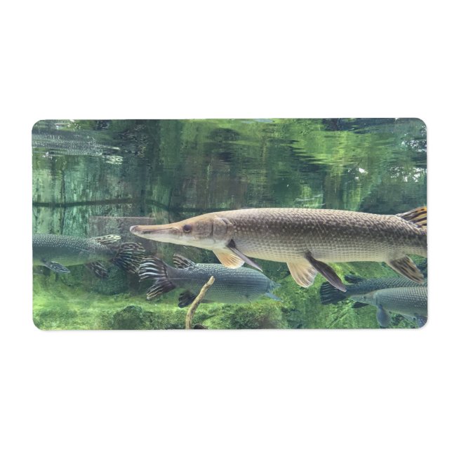 Pike Fish (Front)
