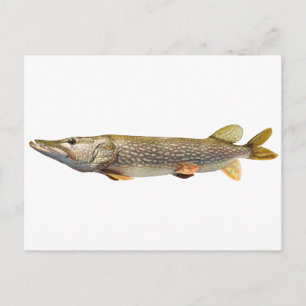 Pike Muski fishing Postcard