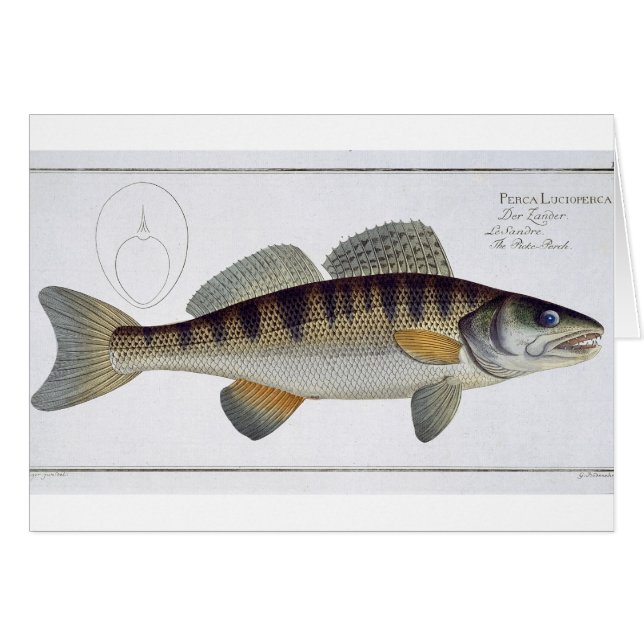 Pike-Perch (Perca lucioperca) plate LI from 'Ichth (Front Horizontal)