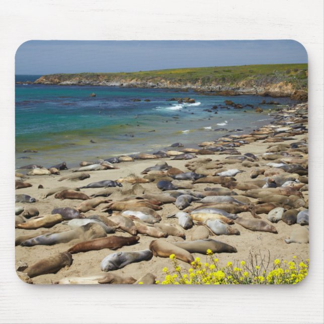 Pile of Elephant Seals Mouse Pad (Front)
