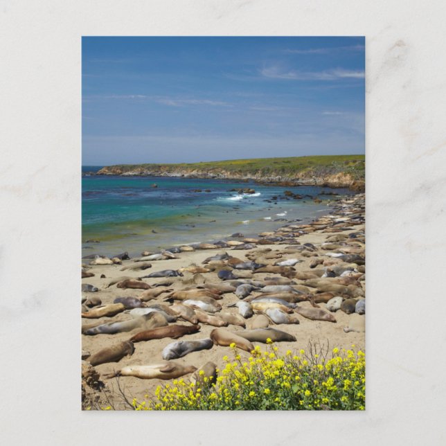 Pile of Elephant Seals Postcard (Front)