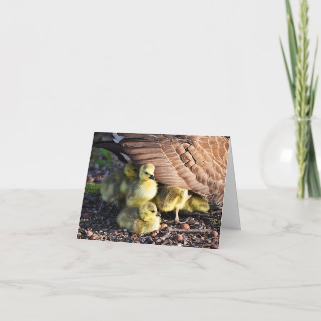 Pile of Fuzz (Canada Geese #1)- Blank Note Card (Front)
