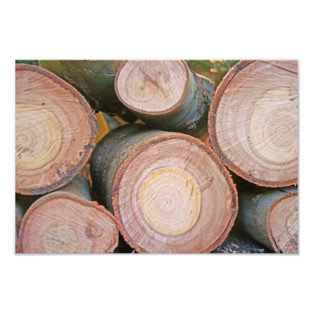 Pile of logs photo print (Front)