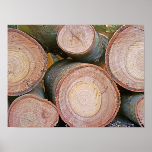 Pile of logs poster (Front)