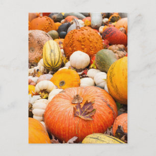 Pile Of Pumpkins And Squash Postcard