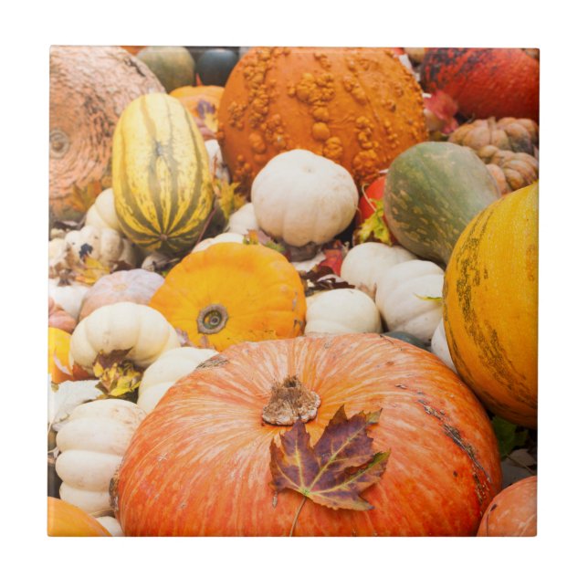 Pile Of Pumpkins And Squash Tile (Front)