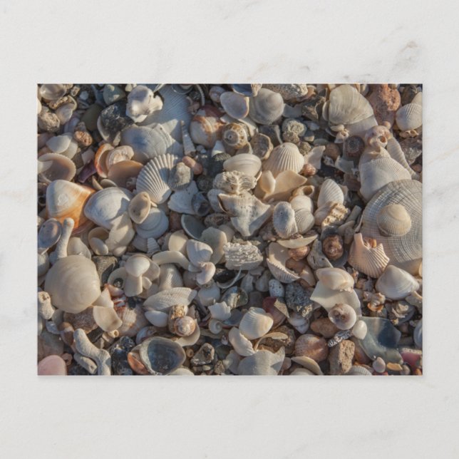Pile Of Seashells Postcard (Front)