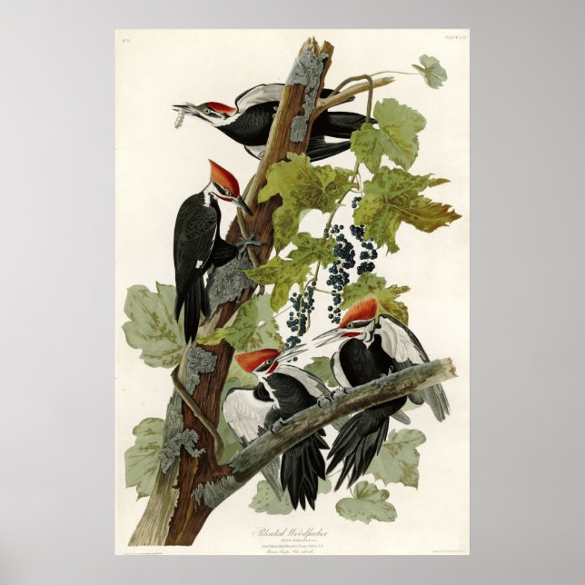Pileated Woodpecker Birds of America Poster (Front)