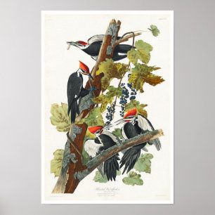 Pileated Woodpecker by Audubon Poster