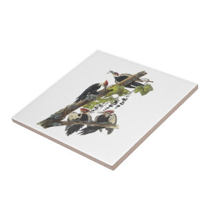 Pileated Woodpecker by Audubon Tile