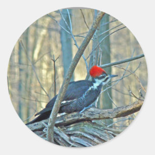 Pileated Woodpecker Coordinated Items Classic Round Sticker