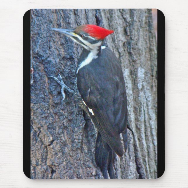 Pileated Woodpecker Coordinated Items Mouse Pad (Front)