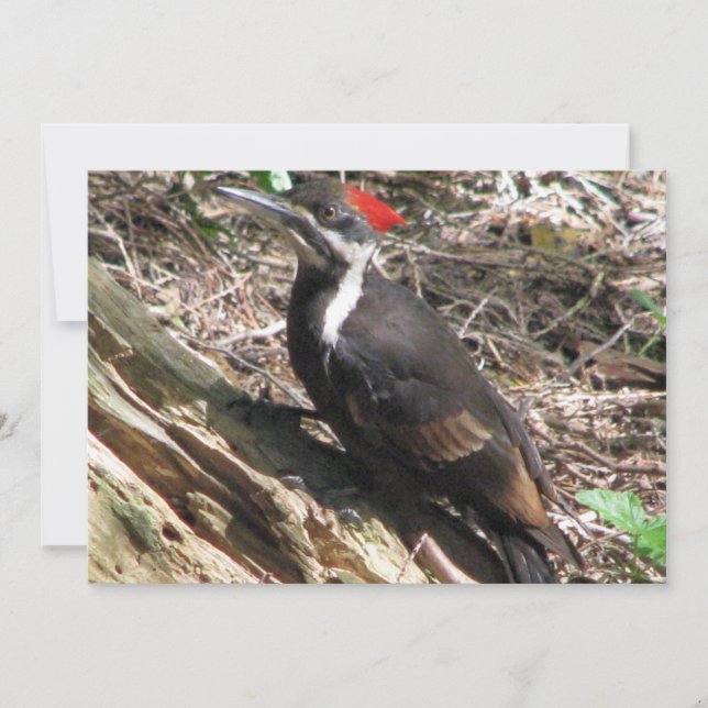 Pileated Woodpecker Invitation (Front)