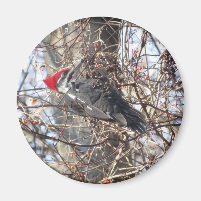 Pileated Woodpecker magnet (Front)