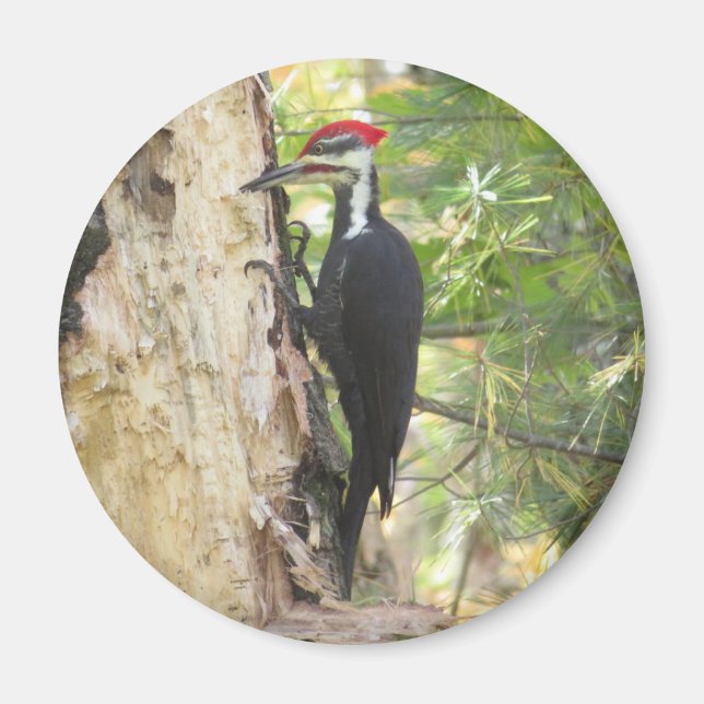 Pileated Woodpecker magnet (Front)