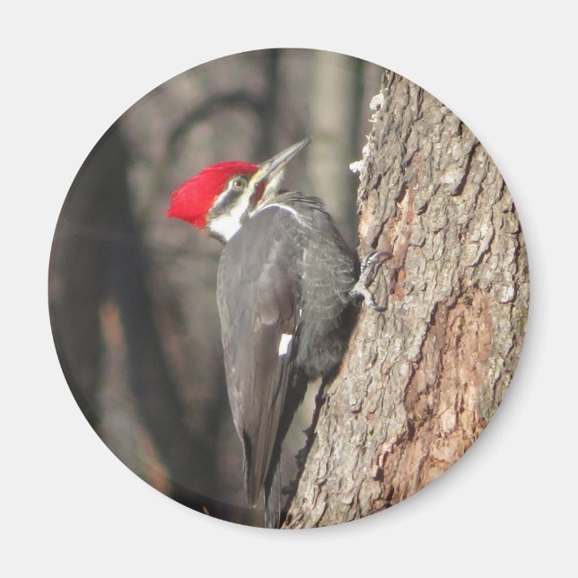 Pileated Woodpecker magnet. Magnet (Front)