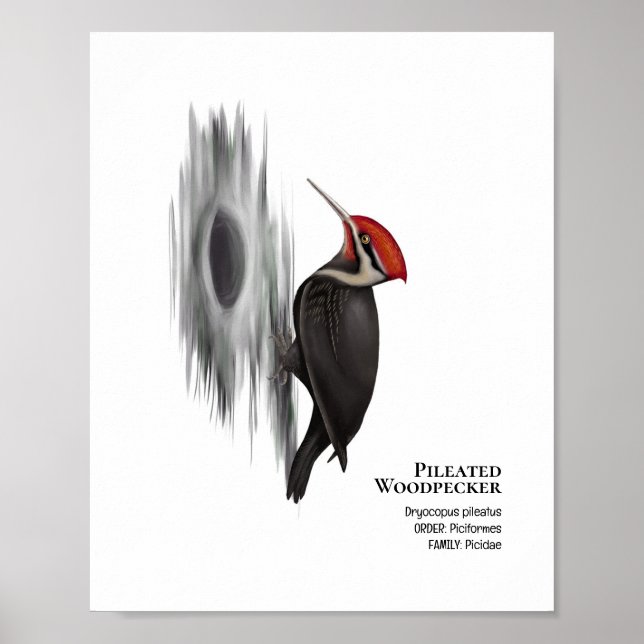 Pileated Woodpecker, Male Bird Poster (Front)