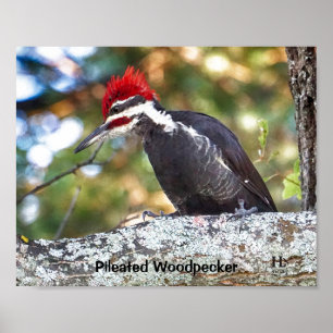 Pileated Woodpecker male Poster
