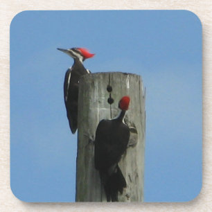 Pileated Woodpecker on a Pole Coaster