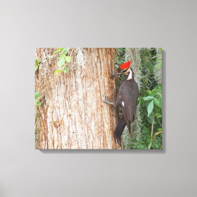 Pileated Woodpecker on Canvas (Front)