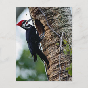 Pileated woodpecker postcard