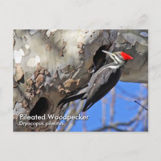 Pileated Woodpecker Postcard