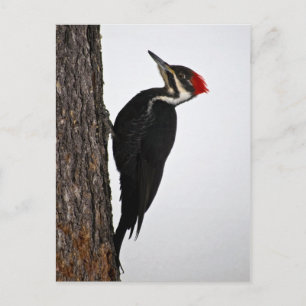 pileated woodpecker postcard
