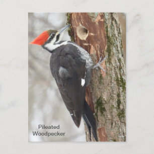 Pileated  Woodpecker Postcard