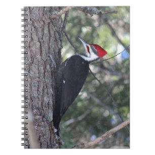 Pileated Woodpecker Spiral Notebook